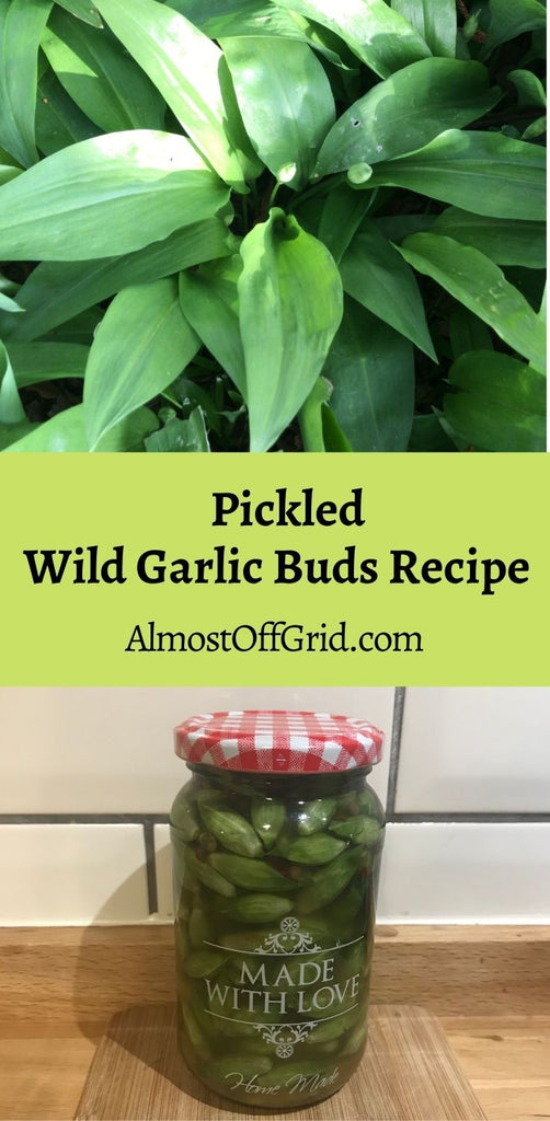 Pickled Wild Garlic Buds Recipe Pin