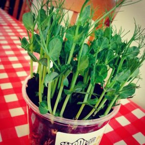 Growing pea shoots from dried peas