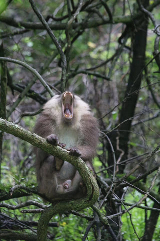 animals in the reserve