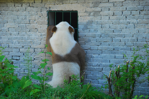 brown panda Qizai