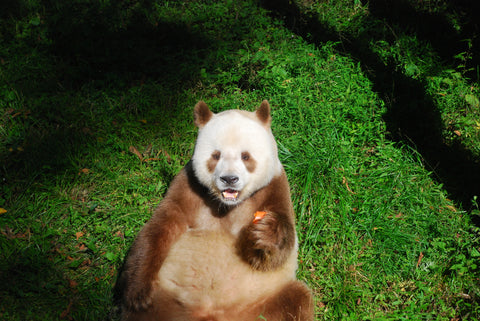 brown panda Qizai