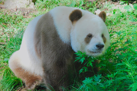 brown panda Qizai