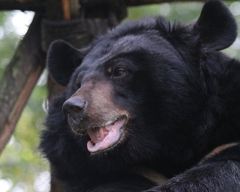 moon bear