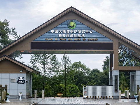 Bifengxia Panda Base