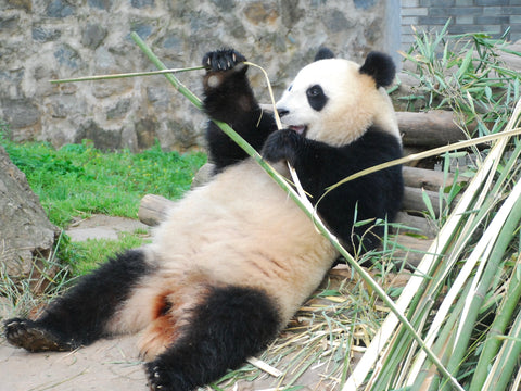 dujiangyan panda base