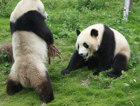 panda volunteer-blog