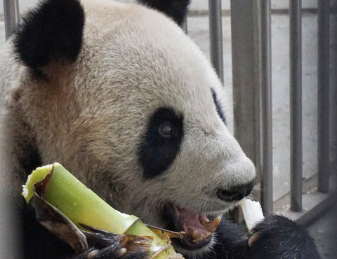 panda volunteer-blog