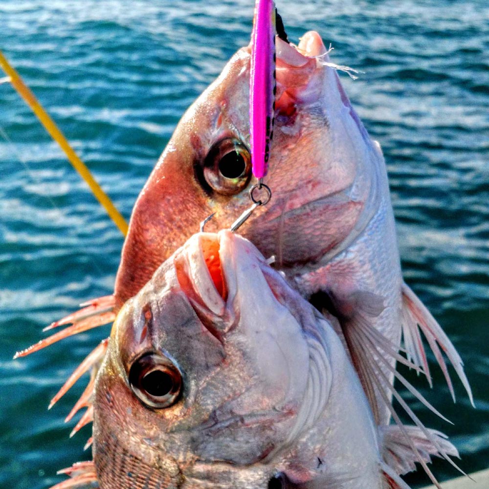 Snapper Fishing In Close - Fergo's Tackle World