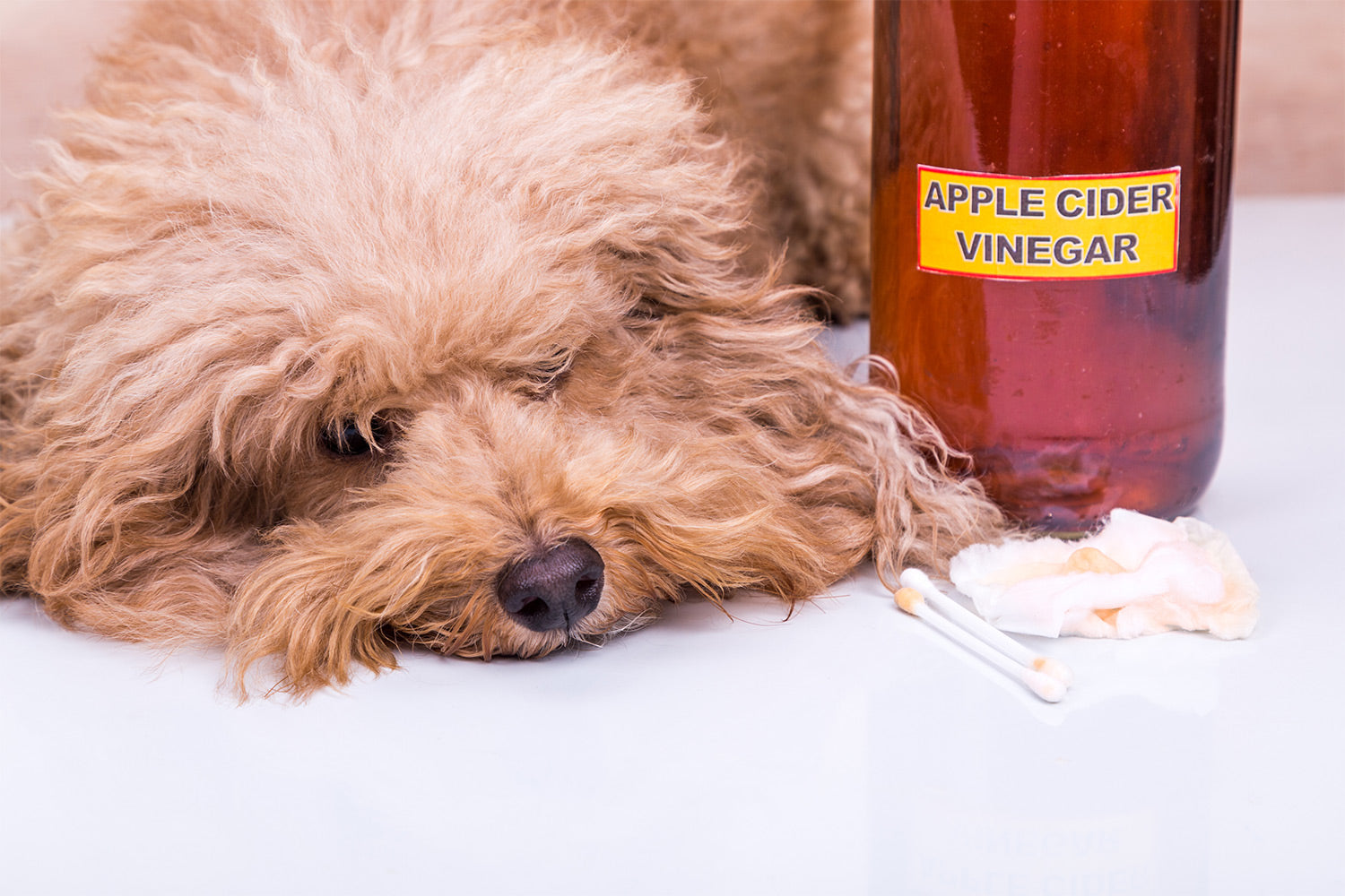 can you give a dog apple cider vinegar