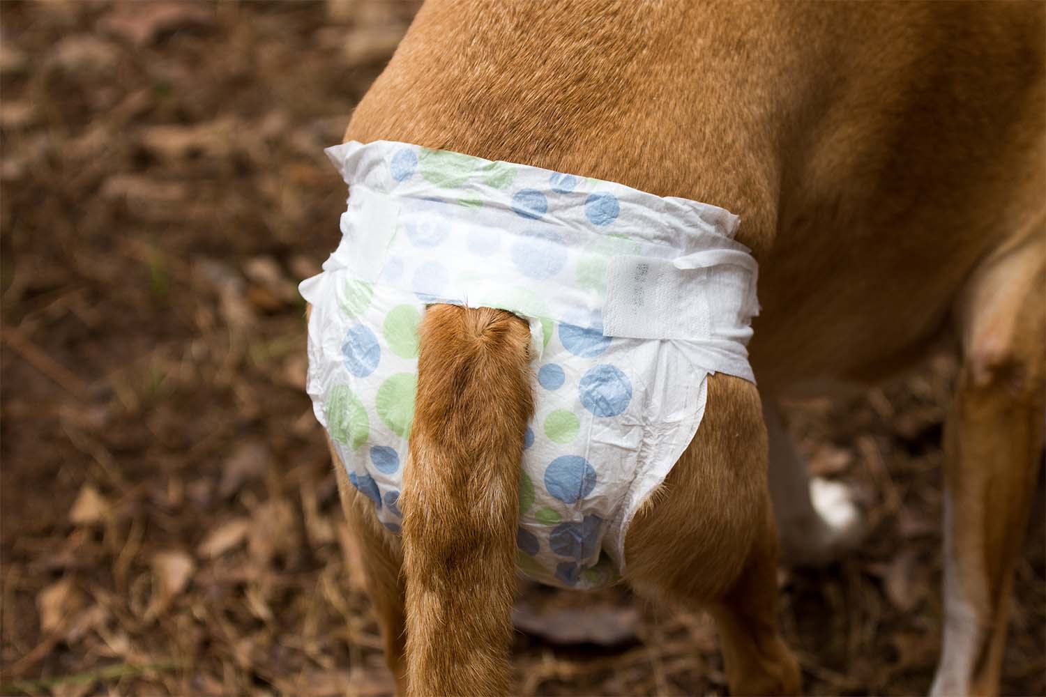 do doggie diapers work for old dogs