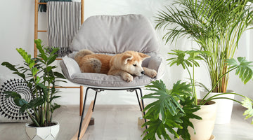 Dog Safe Plants You Can Have in Your House