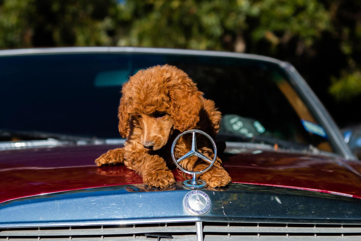 how-to-manage-temporary-emotional-distress-in-dogs-during-car-rides