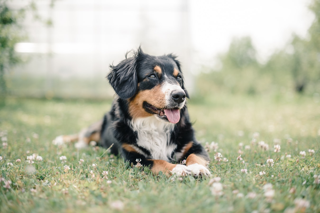 how much cbd per pound for dog