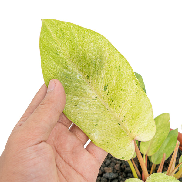 Epipremnum Pinnatum Variegated - Mature size – Aroid Market