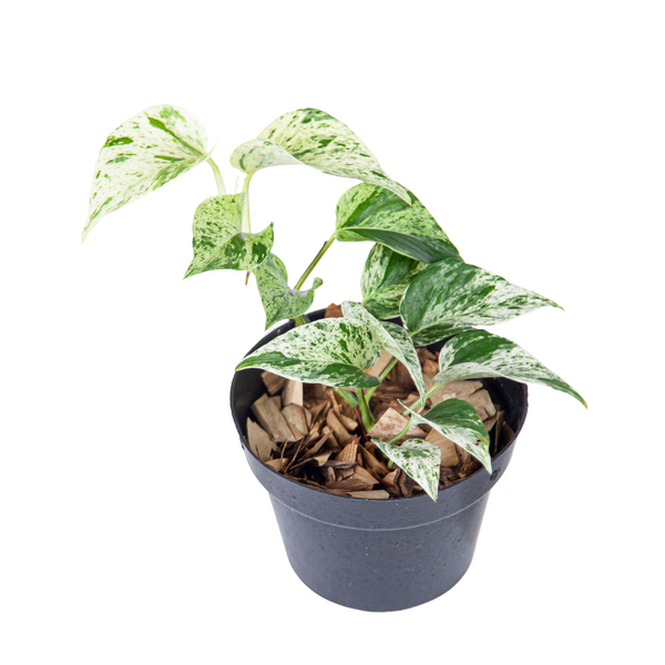 Epipremnum pinnatum 'Marble' (4″ pot) – Gardino Nursery