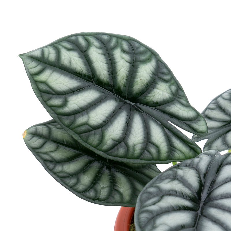 Alocasia Dragon Scale Borneo - Mature size – Aroid Market