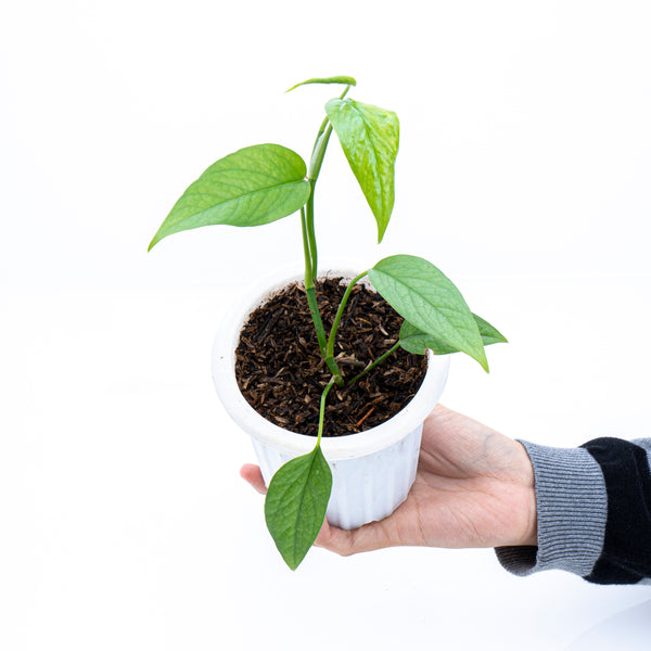 Epipremnum pinnatum marble variegated – Thai Exotic Greenery