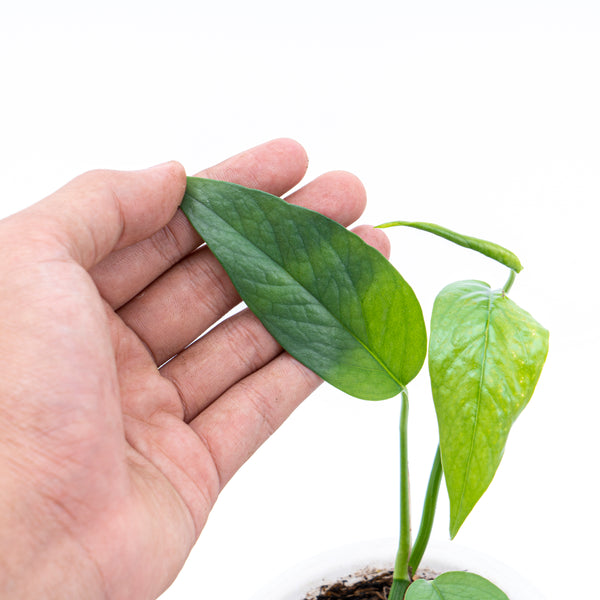 Epipremnum Pinnatum Marble Variegated - GrogensGarden