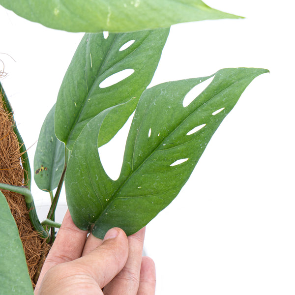 Epipremnum Pinnatum Variegated - Mature size – Aroid Market