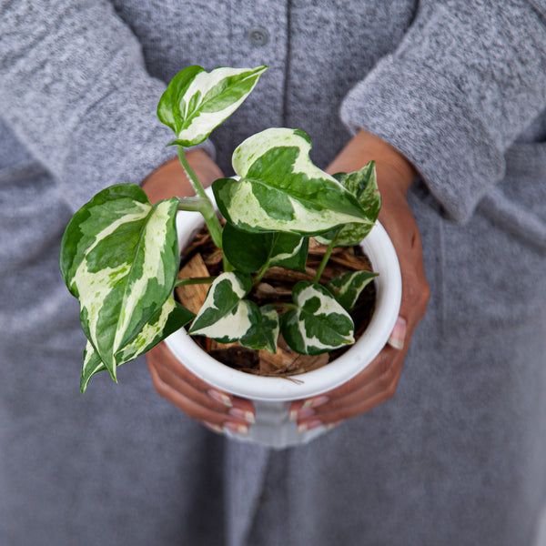 My first Yellow Frame🔥 Epipremnum Pinnatum Yellow Variegated No.1 :  r/pothos