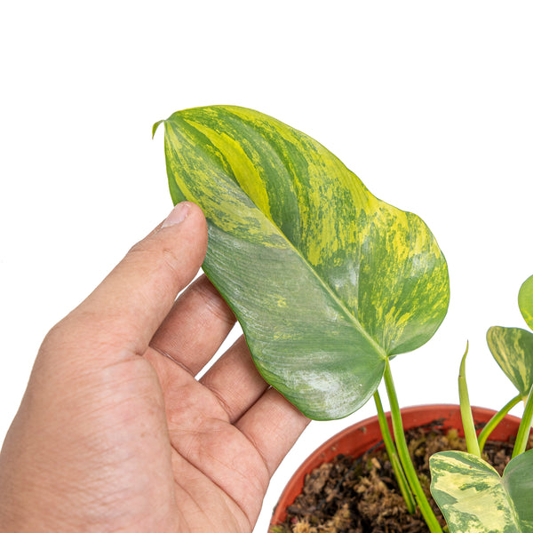 Scindapsus silver satin variegated – Aroid Market