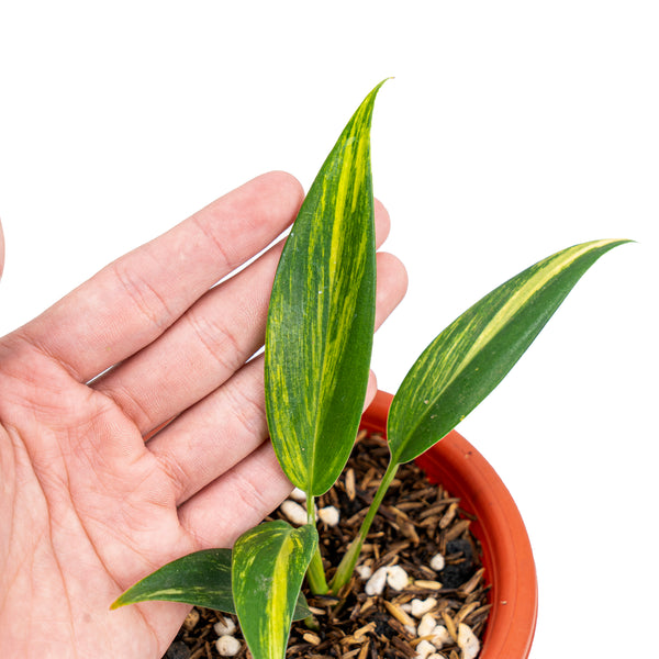 SCINDAPSUS MAYARI VARIEGATED - CUTTING (LV) - PLHC