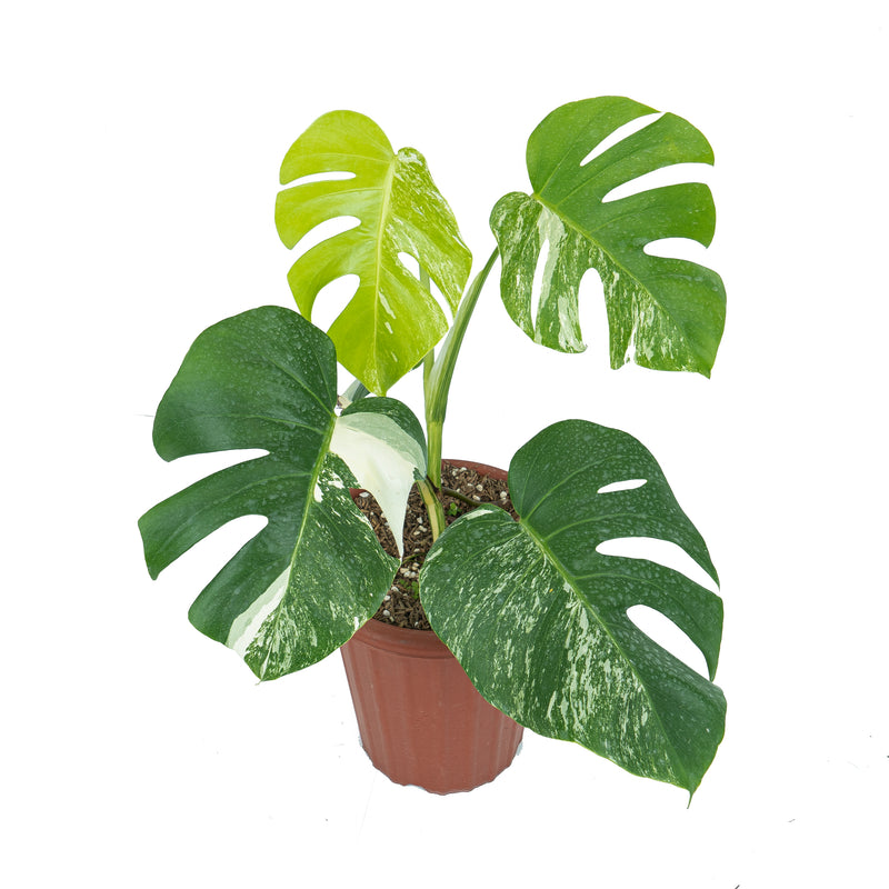 DELUXE MONSTERA PACKAGE