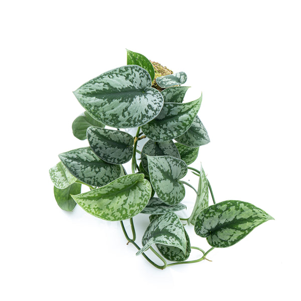 Epipremnum Pinnatum Variegated - Mature size – Aroid Market