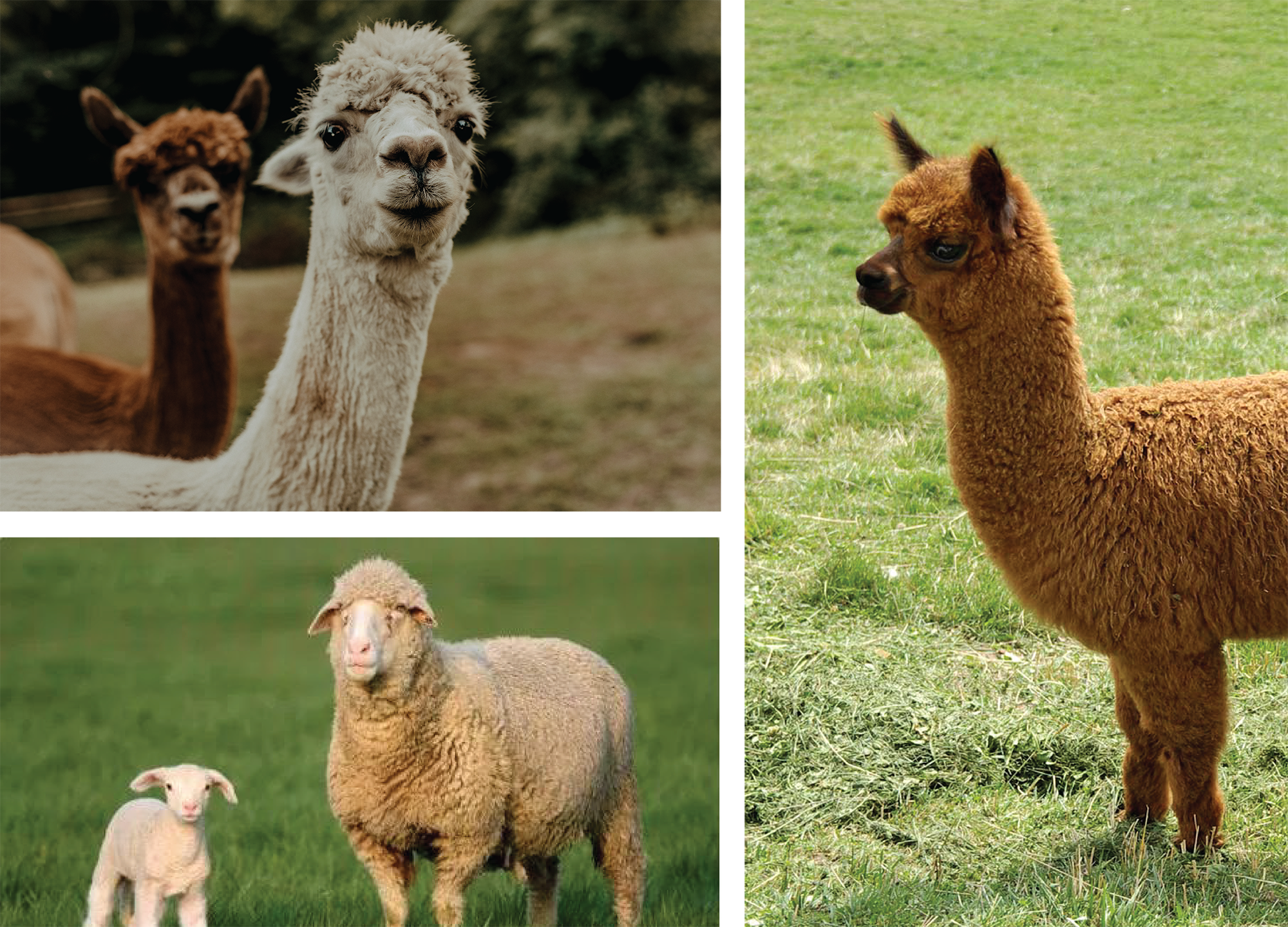 alpaca