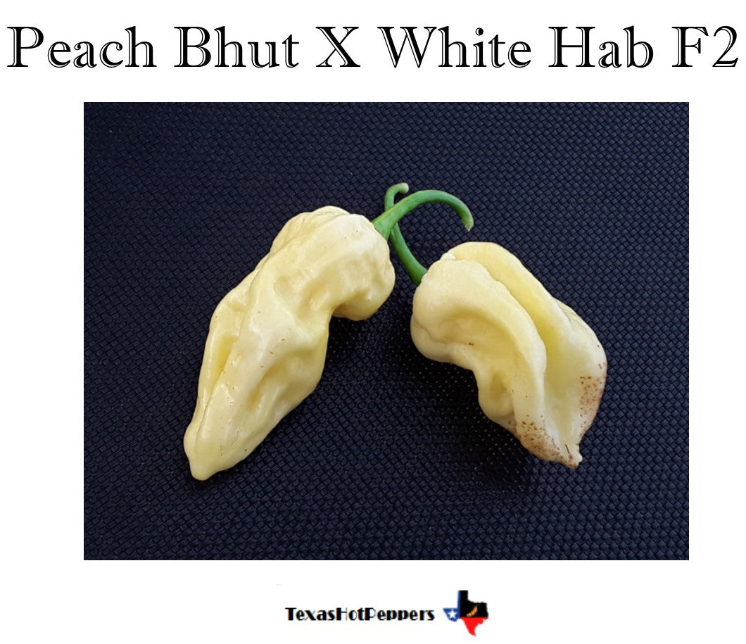 Peach Bhut X White Habanero