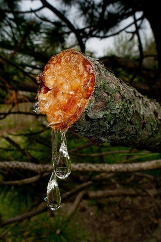 Yellow amber tree formation