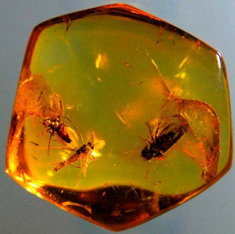 Propiedades ambar amarillo con insectos