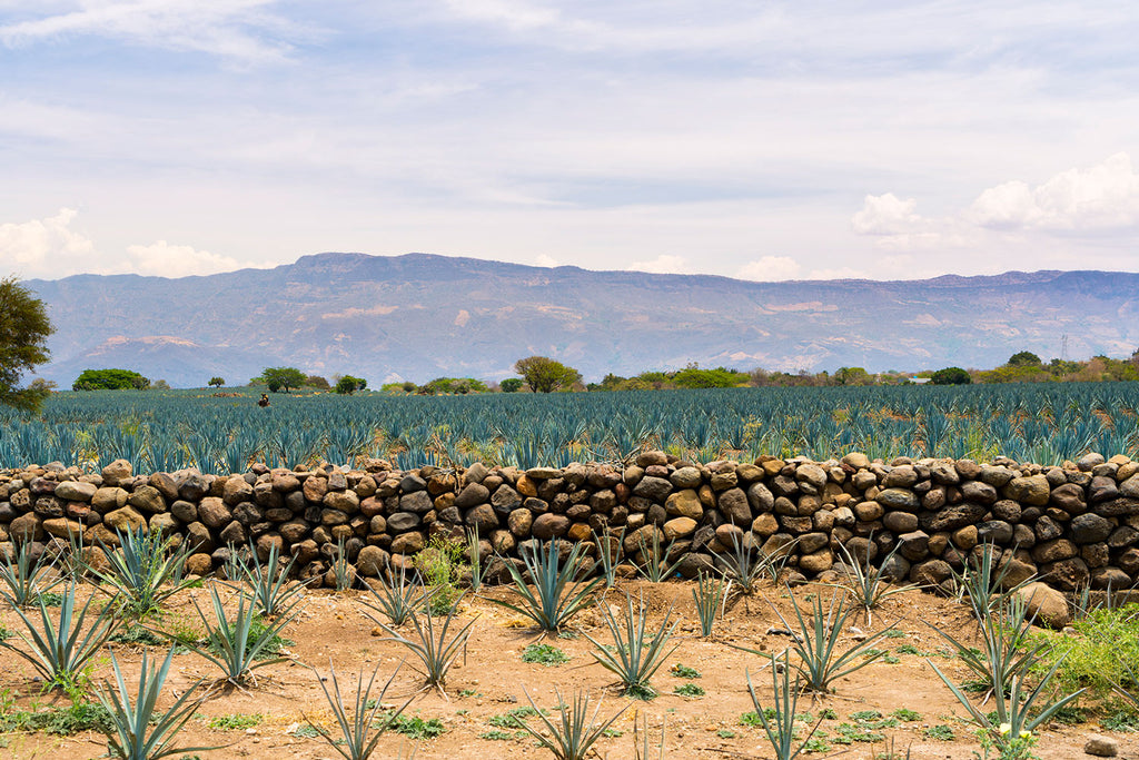 The Tequila Valley in Meixco.