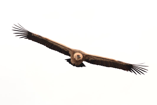 Photographie de vautours. Vautour fauve en vol dans le Verdon.