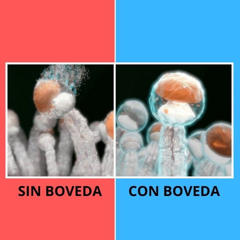 Con boveda vs sin boveda