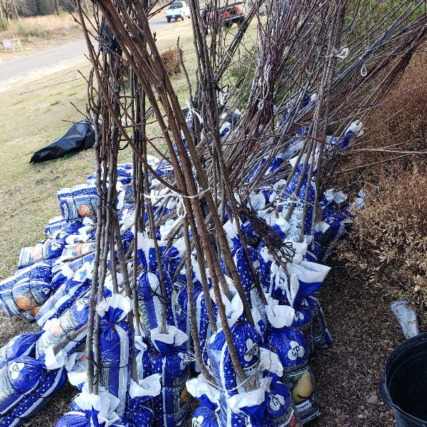 Imperial Gala Apple Tree - For Sale from Mehrabyan Nursery