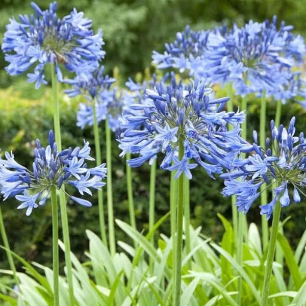 Buy SRUSHTI TRADERS Blue Lily of the Nile Agapanthus African