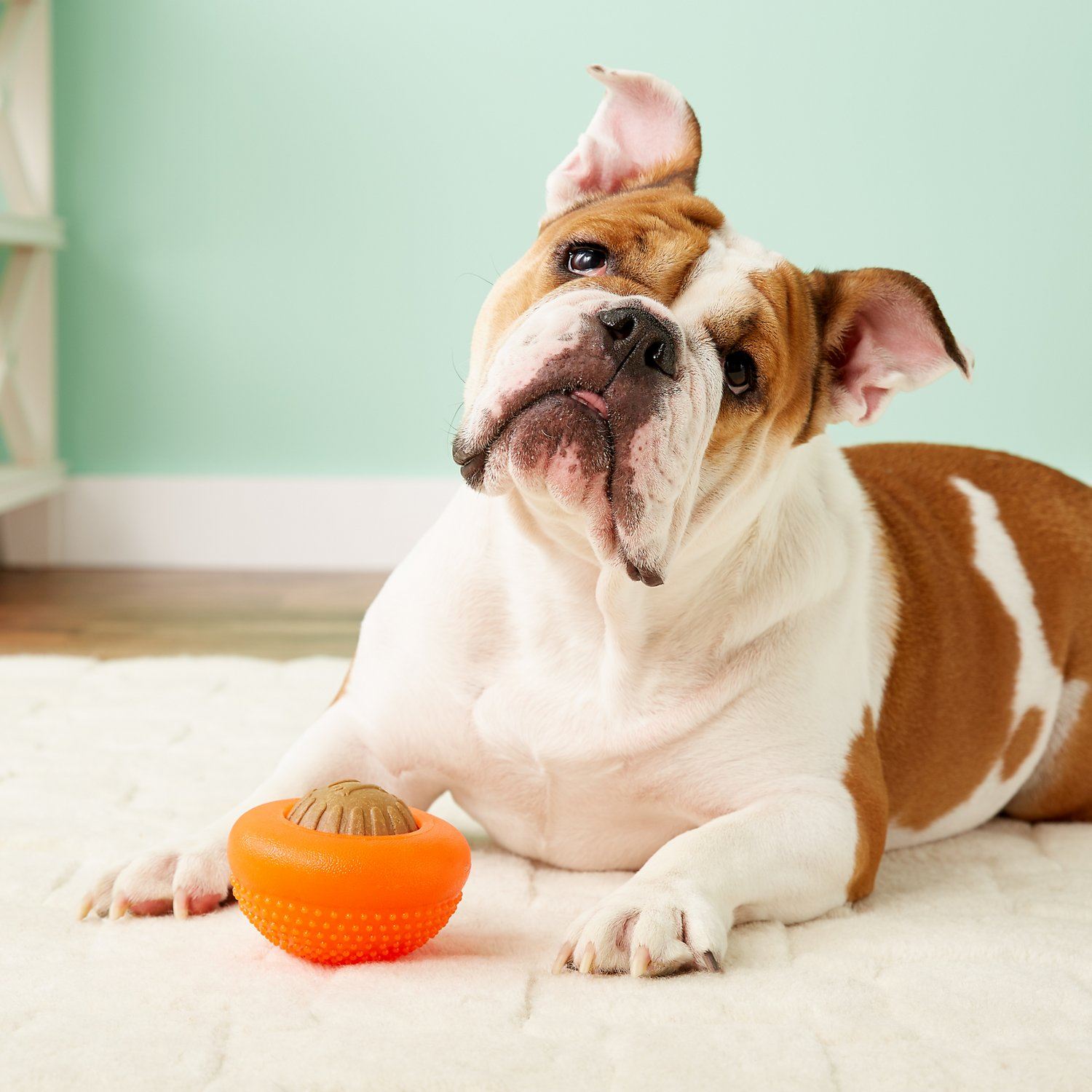 everlasting treat ball for dogs