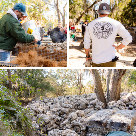 Oyster Build Collage with pile of oysters