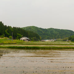 View across the paddy fields of Echizen yaki kiln