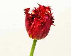 Fancy red tulip