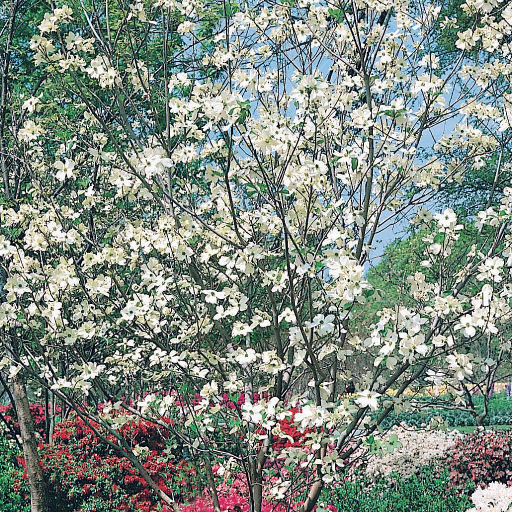 Cornus kousa 'Heart Throb' 330 mm - Botanical Creations