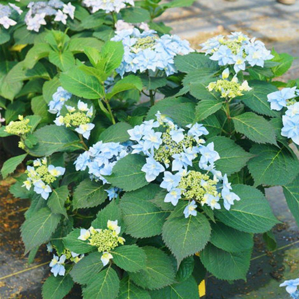 Blushing Bride Hydrangea - 1 Gallon - Shrub - Flowering Shrubs | ToGoGarden