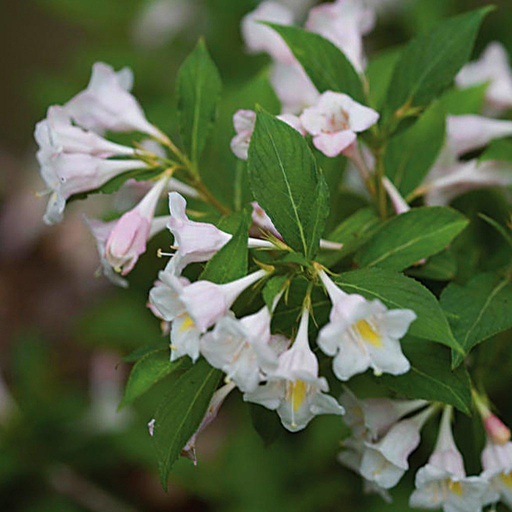 Weigela florida Sonic Bloom® Pure Pink Sonic Bloom® Pure Pink Weigela from  Prides Corner Farms