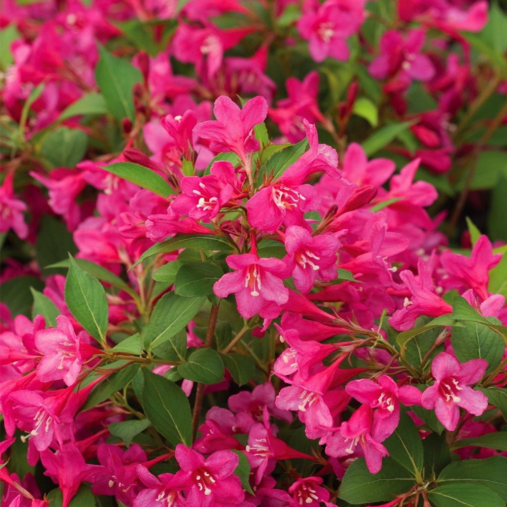 weigela my monet