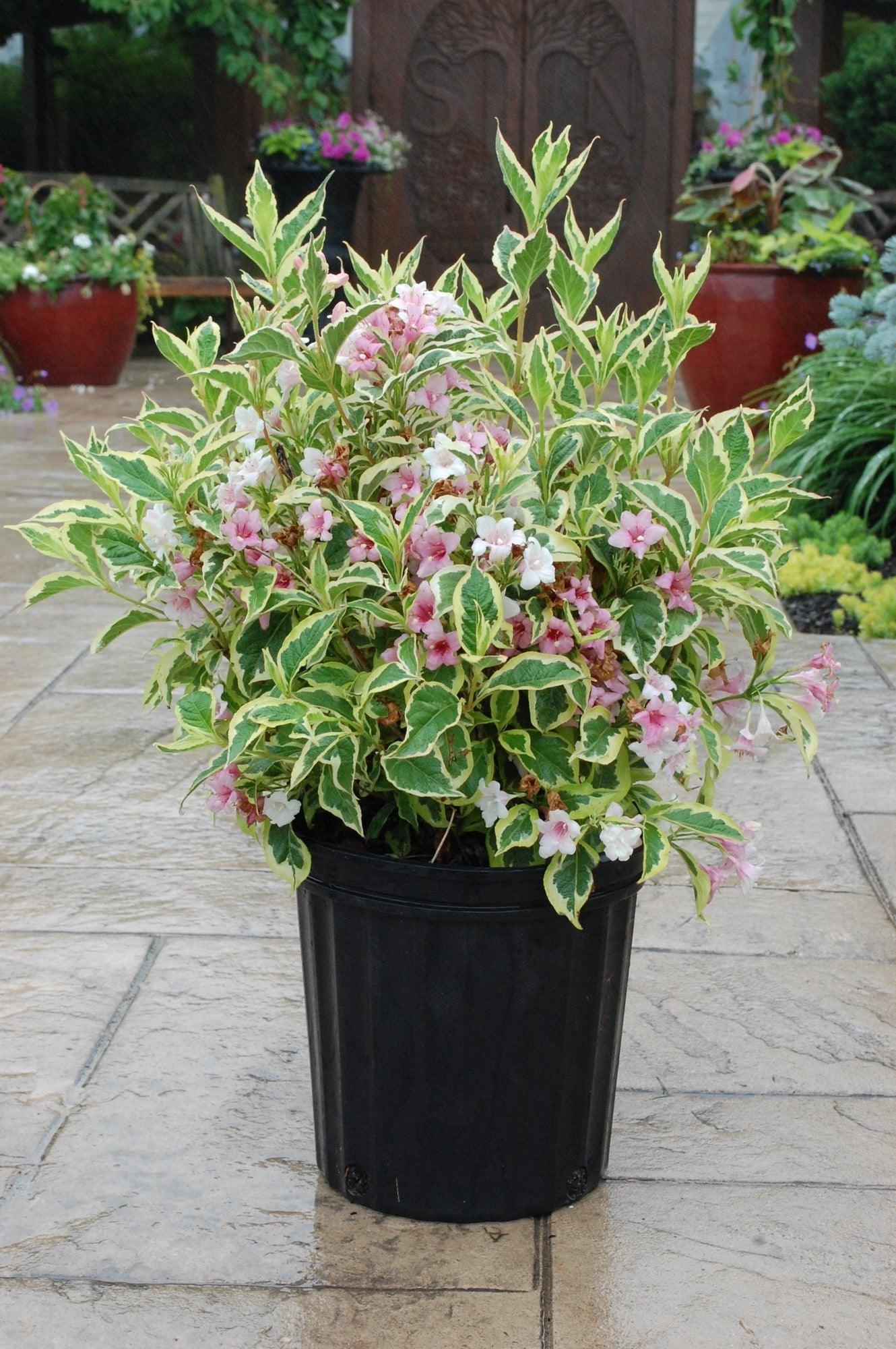 Image of Everlasting crimson hydrangea in a terracotta pot