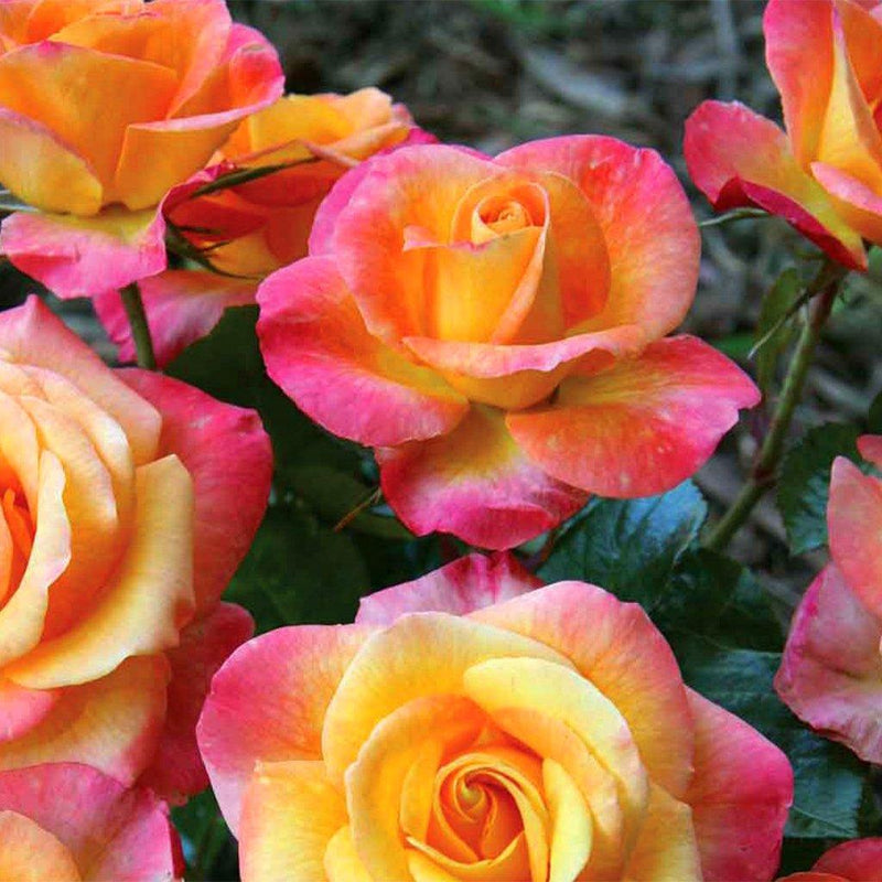 Floribunda Roses - Sheridan Nurseries Online
