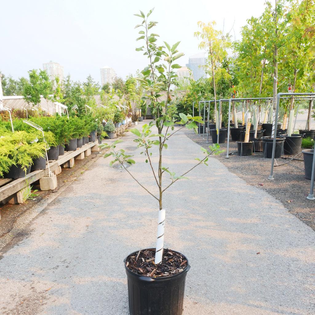 Pink Lady Apple Trees For Sale at Ty Ty Nursery