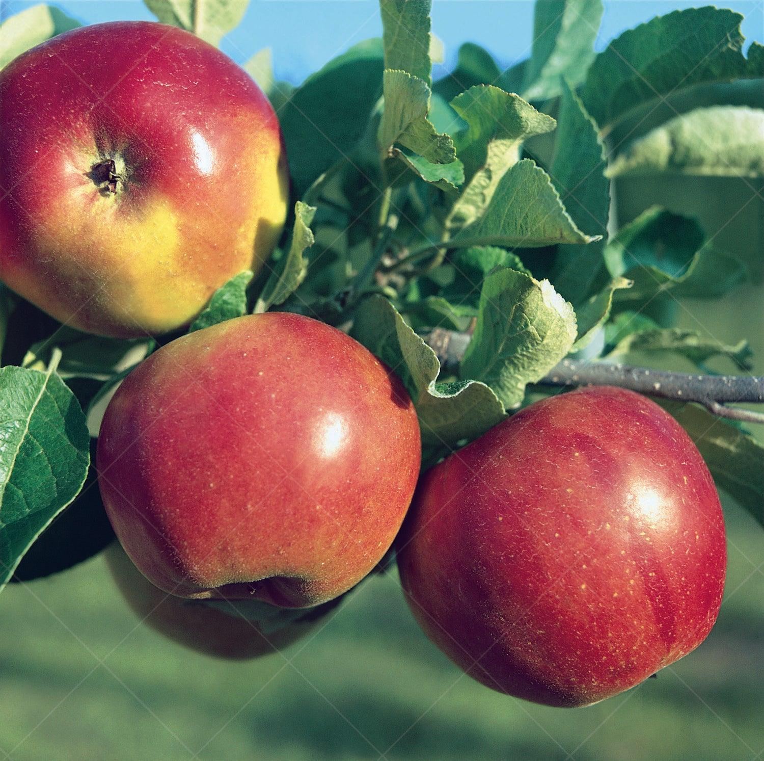 Apple 'Pink Lady', Dwarf — Green Acres Nursery & Supply