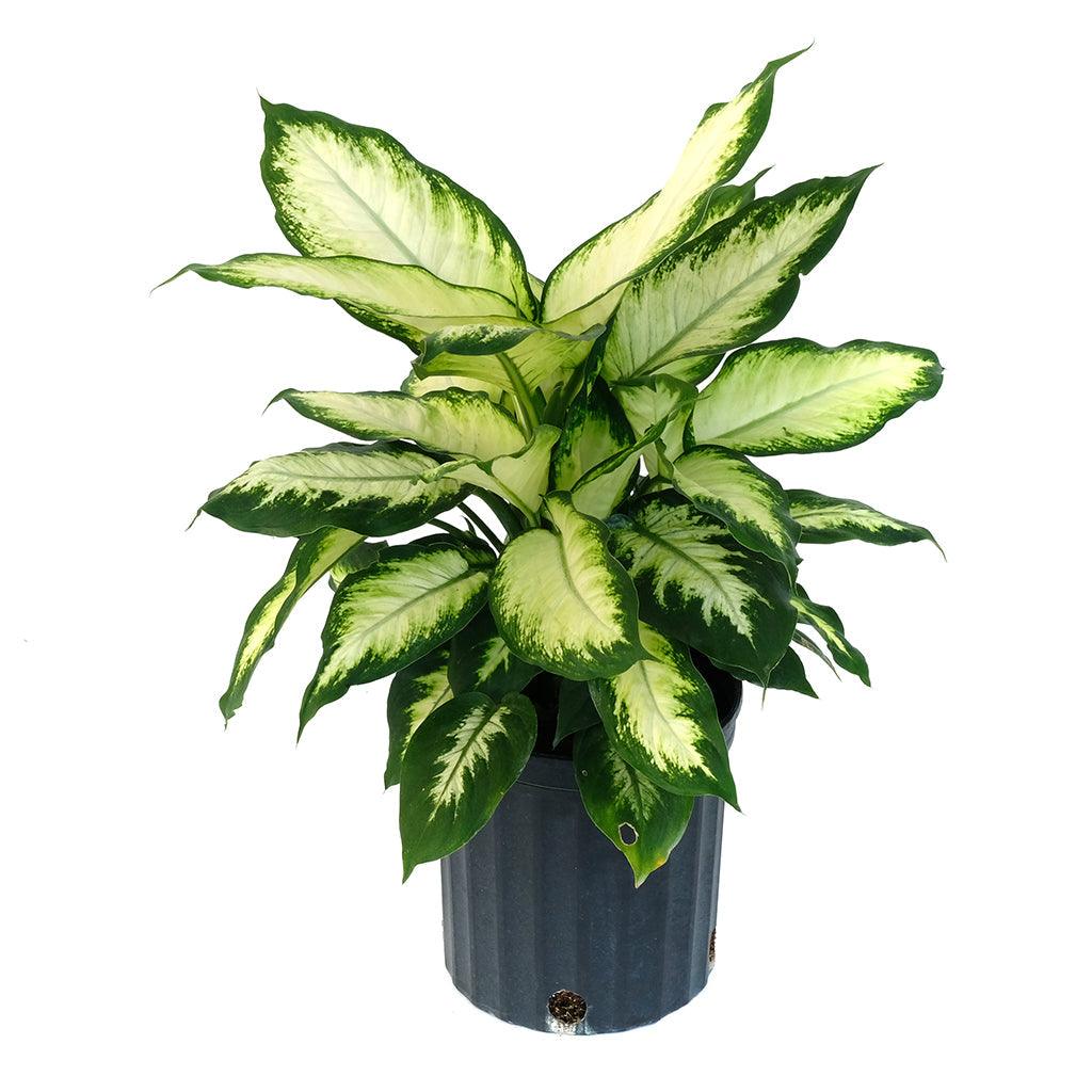 Dieffenbachia Camille 10